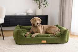 6 Signs It’s Time to Upgrade Your Dog Bed